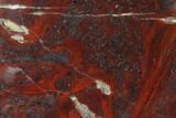Polished Stromatolite (Collenia) - Minnesota #136913-1